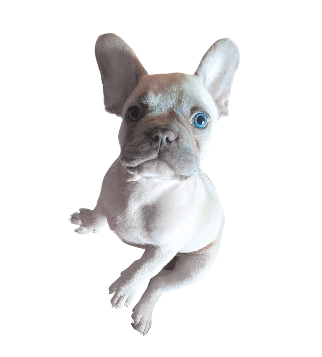 Hund_Metty